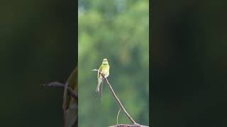 Asian green beeeater Bird birds birdsounds birdspecies nature birdsmusic [upl. by Anada136]