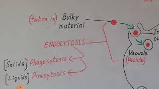 Endocytosis and Exocytosis Explained in Englush amp Urdu [upl. by Ahsielat]