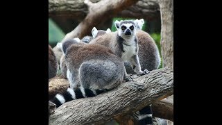 Ringtailed lemurs are in deep trouble [upl. by Lauro]