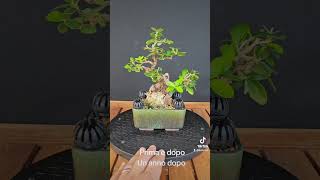 Prima e dopo di un bonsai di olivastro shoin bonsai Follow me [upl. by Anirat]