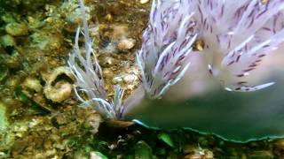 Giant dendronotid attacks tube anemone [upl. by Monteith876]