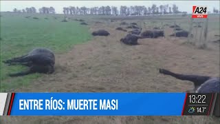 🐄 MUERTE MASIVA DE GANADO VACUNO POR INTOXICACIÓN [upl. by Lucic]