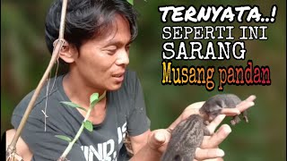 sarang musang pandan  tidak di sangka musang pandan bersarang di akar bambu ini [upl. by Tecla986]