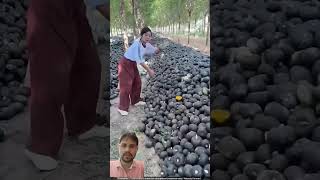 Selling💲watermelon seeds costly😲 shorts asmr seeds satisfying [upl. by Sanjay]