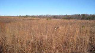 Beagles Hunting [upl. by Barri]