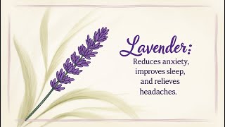 Can Lavender Really Cure Headaches in 2024 [upl. by Inahpit244]