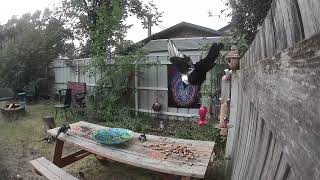 Birdwatching 🐦‍⬛ in my yard makes Me Happy 116🐦‍⬛❤️ anxietyrelief backyardbirdwatching asmr [upl. by Aiyekal988]