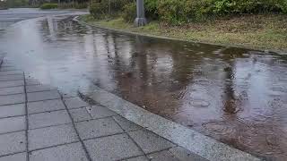 GENTLE RAIN SOUNDS on a sidewalk Perfect for relaxation and deep sleep rain insomnia ASMR [upl. by Atiuqcir]