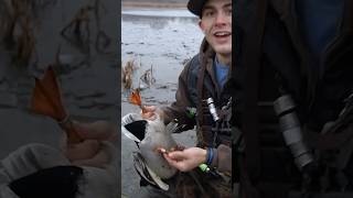 Double Banded Mallard duckhunting bwfilms banded [upl. by Orva3]