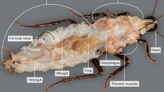 cockroaches dissection cockroache bhag gya 😂😂😂cockroaches dissection science operation gk [upl. by Hrutkay]