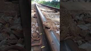 He escaped just in time when the train arrivedtrainshortvideochallenge [upl. by Bala]