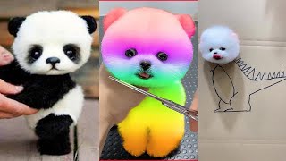 Cute Pomeranian Puppies Doing Funny Things 4  Cute and Funny Dogs  Mini Pom [upl. by Esom555]