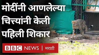 Cheetah in India Narendra Modi यांनी Kuno National Park मध्ये आणलेले चित्ते शिकार करू लागले [upl. by Ntsyrk322]