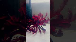 Crinoid dance [upl. by Anairb]