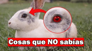 Curiosidades que NO SABÍAS de los conejos  Top 15 [upl. by Ecidna]