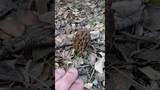 Morchella Sp Colmenillas cagarrias 🍄🍄2024 [upl. by Mitran]