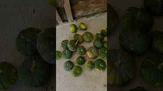 Life cycle of pumpkin and harvesting large amount from few plants 🎃🎃village farmer shorts [upl. by Herod]