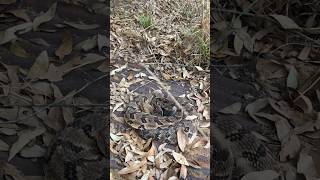 Canebrake rattlesnake on a farm in central Alabama  herping reptiles rattlesnake nature [upl. by Arthur852]