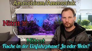 Fische in der Einfahrphase einsetzen  Ab wann kann ich Fische im Aquarium einsetzen [upl. by Heda]