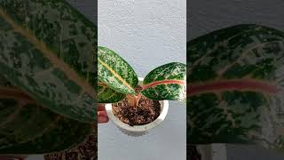 My indiana queen aglaonema plants youtubeshorts yt ytshorts garden minigarden [upl. by Orr637]