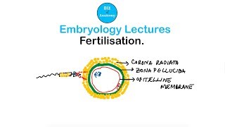 Embryology Lectures  Fertilisation  Dr Ashok K R [upl. by Laure787]