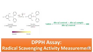 DPPH Assay Radical Scavenging Activity Assay  Principle Procedure Advantages and Limitations [upl. by Akirehs660]