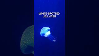 WHITESPOTTED JELLYFISH  In Oceanario de Lisboa Portugal amazinganimals jelly jellyfish [upl. by Kcirddec]