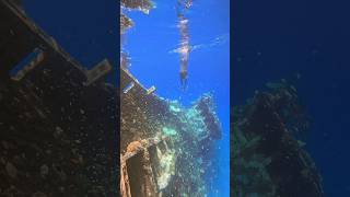 sea dive fish underwaterlife travel freediving adventure snorkeling maldives shipwreck [upl. by Wyn]