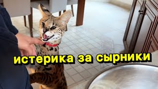 Домашний сервал мяукает разговаривает 😹 serval meow serval song [upl. by Jeritah]