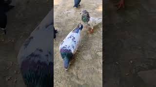 Beautyful kalsira pigeon best flying pigeon india top kabootar  16 October 2024 [upl. by Charters]