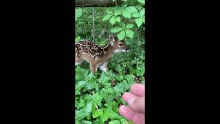 Adorable Fawn Released After Getting Stuck Behind Fence [upl. by Ignaz687]