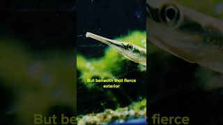 Relaxing Asian Needle Gar Facts 🐟🌊 [upl. by Arammat]