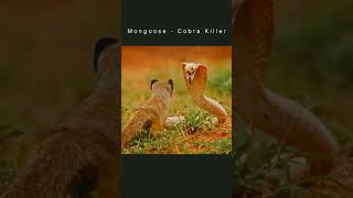 Mongoose vs snake fightsnakes duet viralvideo video funny [upl. by Killam699]