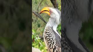 Southern Yellowbilled Hornbills CloseUp A Kruger Park Encounter slowmotions brids krugerpark [upl. by Sion]