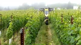 In the Vineyard  Organic Weed Control [upl. by Bramwell]