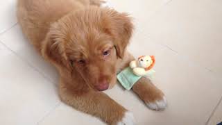 Nova Scotia Duck Tolling Retriever Puppy Training [upl. by Roselia]