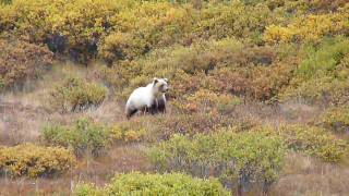 Grizzly bear cub in Denali calls for his mom then sees her [upl. by Jsandye]