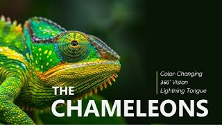 Chameleons Natures ColorChanging Marvels  How do chameleons change color  WILD IN A MINUTE [upl. by Gorrono887]