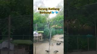 Burung Kutilang [upl. by Lidah]