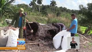 Cuba Organopónicos se vinculan al consumo social [upl. by Ereveniug]