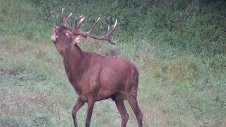 Hirschbrunft am 21092012  Teil 2 fantastic Red Deer im Harz [upl. by Elime]