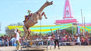 ऐसा जम्प अपने कभी नहीं देखा होगा  New Rajasthani Camel Dance  rajasthanidance priyanshu unt [upl. by Llennol]