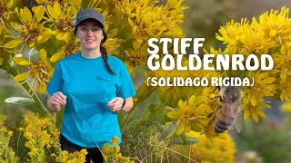 Stiff Goldenrod Solidago rigida Native Wildflower [upl. by Verna140]