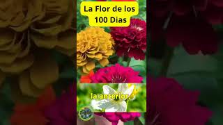 quotHierba de los 100 Días La Planta que Simboliza el Avance Continuo en tu Jardínquot [upl. by Iveson]