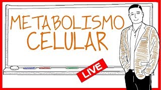 El metabolismo resumen [upl. by Elorac]