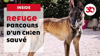 Parcours d’un chien sauvé par la Fondation 30 Millions d’Amis [upl. by Kolva]