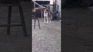 brown and white bulldog  bully kutta  pitbull shorts animals dog pets [upl. by Airdnahc]