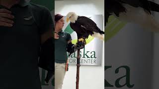 Alaska Raptor Center  Eagle [upl. by Quick]