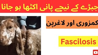 Fascilosis  Liver flukes infestation  Bottle jaw in goatsheepcattlebuffalo  Dr Muhammad Saif [upl. by Raffarty71]