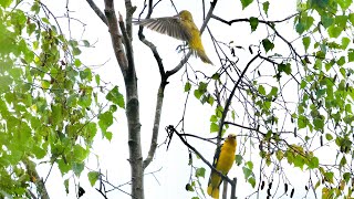 Wielewalen in de regen te Nederweert🌧️ Wielewaal  Oriole Pirol Oriolus [upl. by Gennaro]